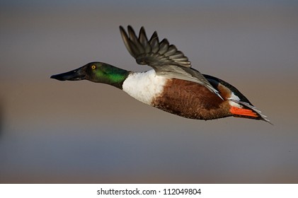 Northern Shoveler Duck In Flight; Klamath Falls Basin National Wildlife Refuge; California / Oregon Border