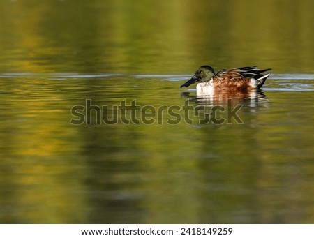 Northern Shoveler duck swimming in a pond.