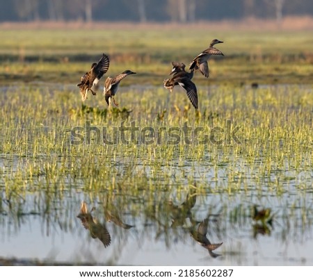Northern Shoveler Ducks in flight
