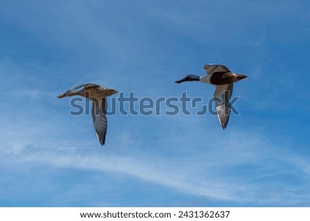 Northern Shoveler ducks in flight