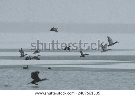 Northern Shoveler ducks flying in the snowy sky. (Spatula clypeata)