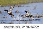 Northern Shoveler floats on the surface of the water, spreads its wings, and takes off from the water.