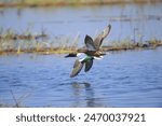 Northern Shoveler male and female They spread their wings and flew out of the water.