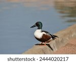 Northern Shoveler (male) (spatula clypeata) perched at the edge of a pond