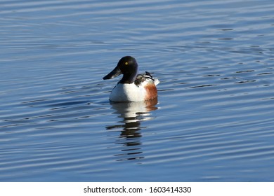 Northern Shoveler North Slope Alaska