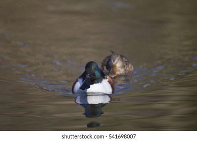 Northern Shoveler - Pair