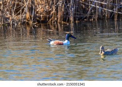 A Northern Shoveler pair swim in a marsh at Harsen's Island, in Clay Township, Michigan.