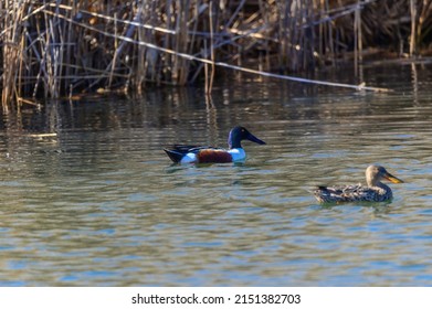 A Northern Shoveler pair swim in a marsh at Harsen's Island, in Clay Township, Michigan.