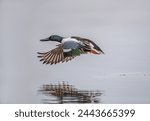 Northern Shoveler ( patula clypeata) relax in nature.