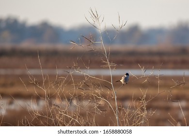 A Northern Shrike bird sits in branches in front of a defocused floodplain wildlife refuge