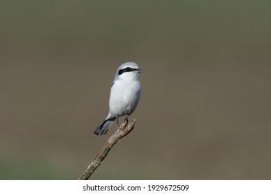 The Northern Shrike Is Hunting