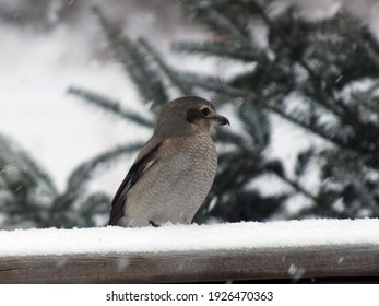 Northern Shrike On Deck Rail