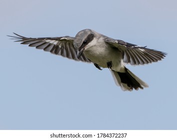 Northern Shrike On The Hunt