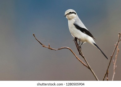 Northern Shrike Outside