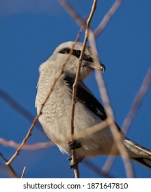 A Northern Shrike In A Tree 