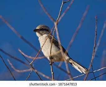 A Northern Shrike In A Tree 