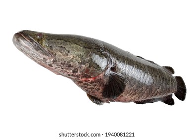 Northern snakehead. Channa argus. Asian fish, invasive in USA