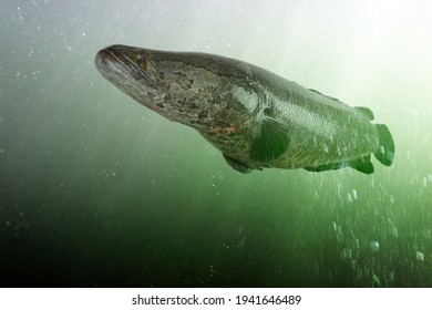 Northern snakehead under water. Channa argus. Asian fish, invasive in USA