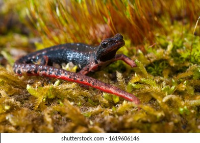 Northern spectacled salamander (Salamandrina perspicillata)