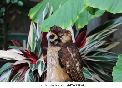 Northern Spotted Owl