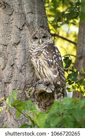 Northern Spotted Owl Is Camouflaged On Tree Branch In Green Forest