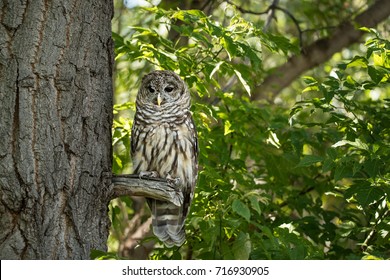 Northern Spotted Owl Watching From A Tree Branch 