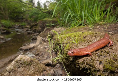 Northern Spring salamander wide angle posing next to stream habitat - Powered by Shutterstock