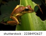 Northern stony creek frog (Litoria jungguy)