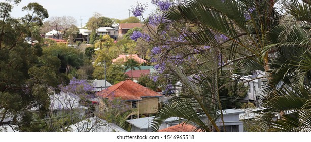 Northern Suburb Of Brisbane Australia From A Vantage Point Overlooking Houses And Jacaranda Trees