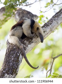 Northern Tamandua, Costa Rica