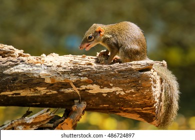 Northern Treeshrew