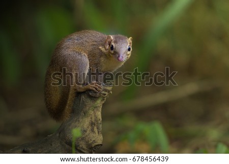 Similar – Eating squirrel in a sunny tree