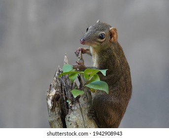 Northern Treeshrew On A Small Tree Stump