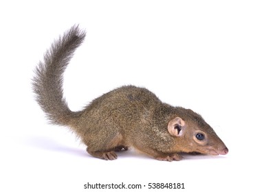 Northern Treeshrew, Tupaia Belangeri