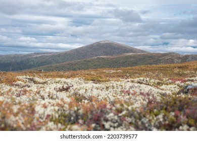 Northern Tundra With Colorful Mosses, Reindeer Moss And Autumn Grass On The Hills.