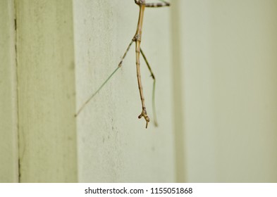 Northern Walkingstick Insect