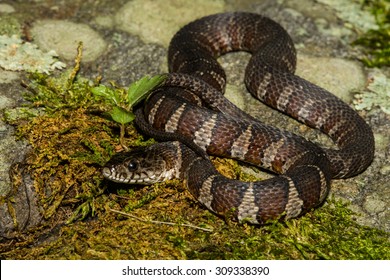 Northern Water Snake