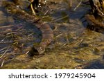 Northern water snake facing camera