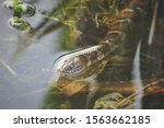 northern water snake (nerodia sipedon) in water 
