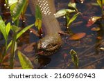 A northern water snake (Nerodia sipedon) swims in a marsh pond in Huntley Meadows Park in Alexandria, Virginia.