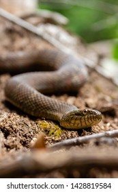 Northern Water Snake In Prince William Forest Park