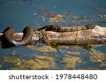 Northern water snake sunning on log in the pond. 