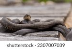 Northern water snakes in den, bed or pit when breeding, When breeding they coil up and reproduce. These where seen in Ontario, Canada.