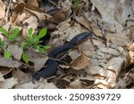 Northern Watersnake (Nerodia sipedon) in the Leaves