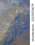 Northern watersnake (Nerodia sipedon) swimming underwater along hiking trail at Torrance Barrens during Summer