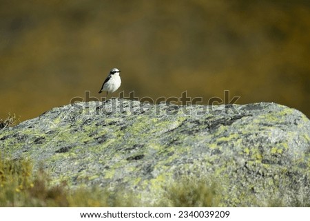 Similar – Image, Stock Photo Wagtail on rocks Nature