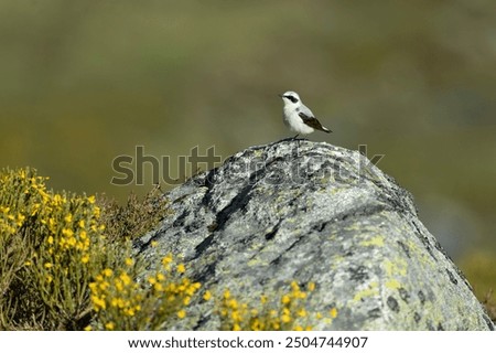 Similar – Image, Stock Photo Wagtail on rocks Nature