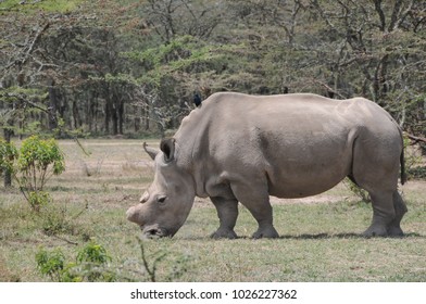 Northern White Rhino