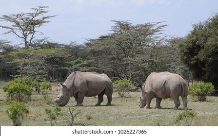 Northern White Rhino