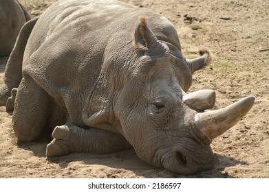 Northern White Rhino